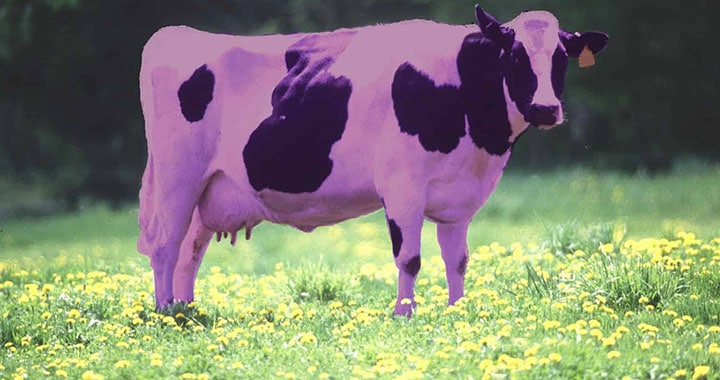 Purple-cow